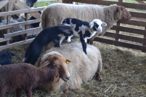 mal ein anderes Trampolin- die Schafe