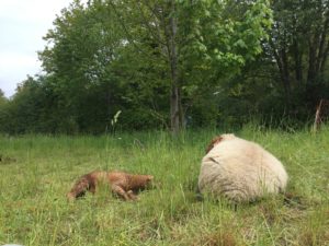 Schafe ruhen auf der Weide
