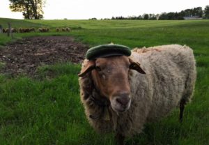 Burhard mit Hut auf der Weide